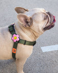 Daisy Dog Jiby - Collar Charm