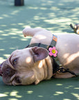 Daisy Dog Jiby - Collar Charm