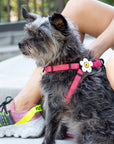 Daisy Dog Jiby - Collar Charm