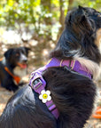 Daisy Dog Jiby - Collar Charm