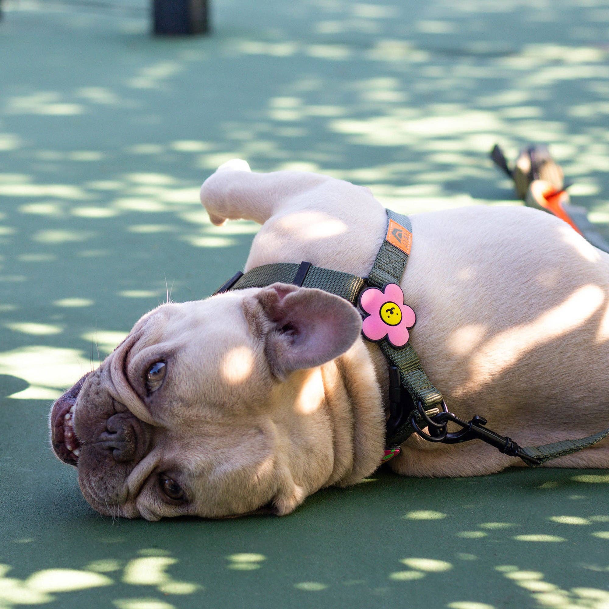 Daisy Dog Jiby - Collar Charm