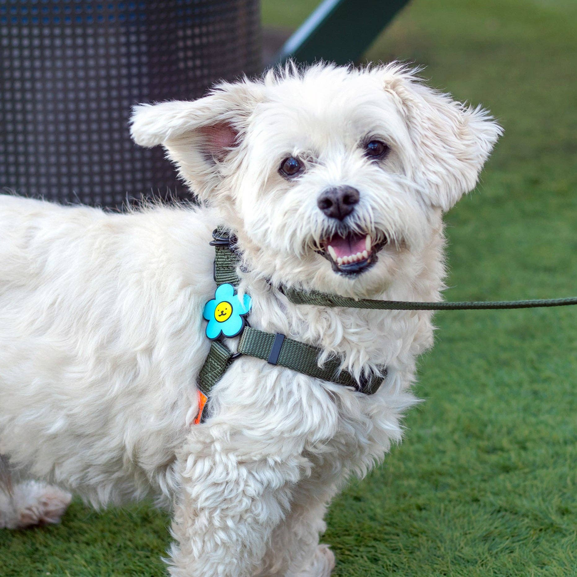 Daisy Dog Jiby - Collar Charm