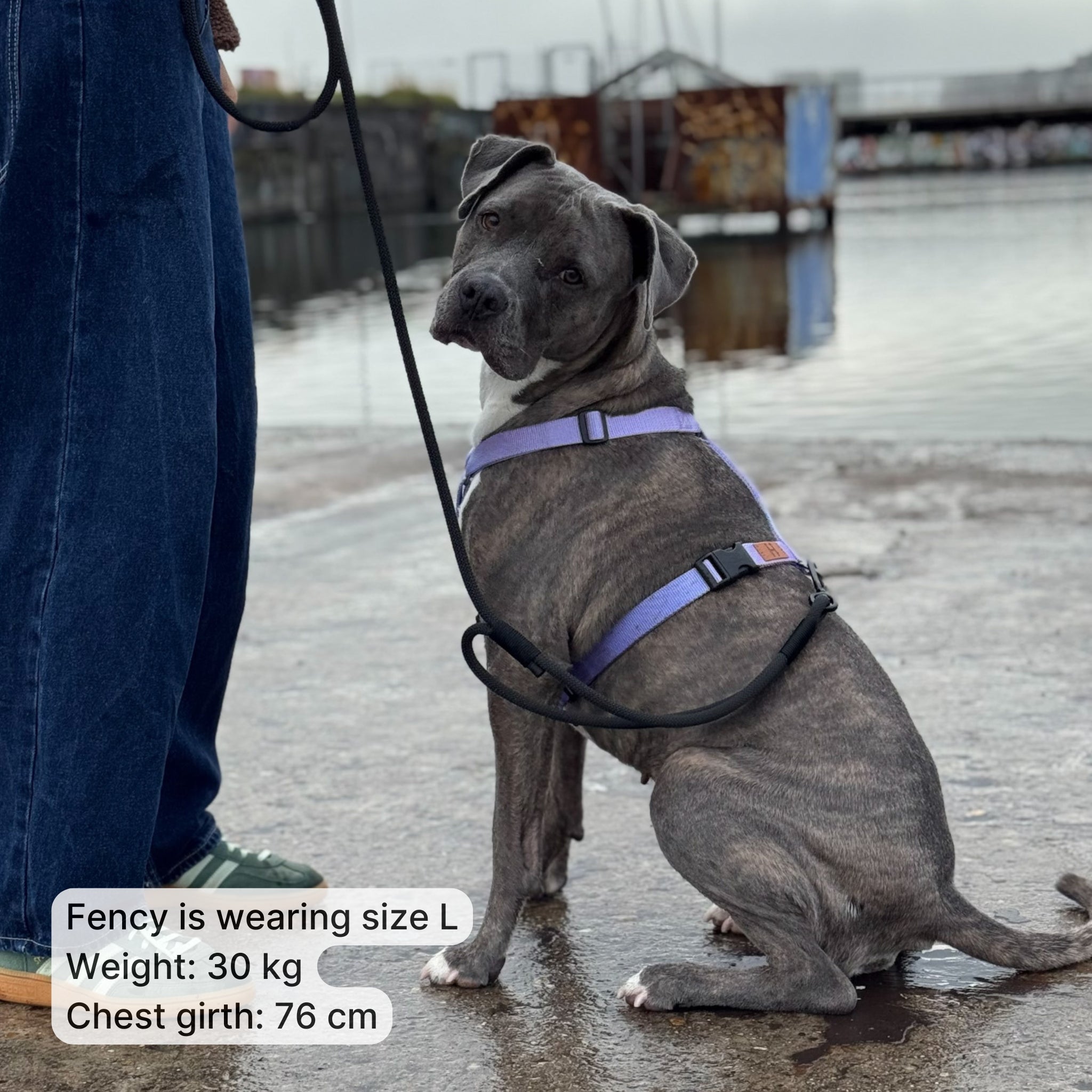 fency-harness-size.jpg?v=